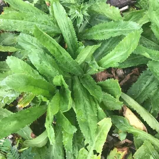 Recao Seeds - Herbal Plant