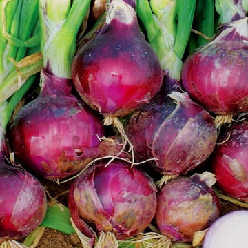 Onion Seeds – Red Candy Apple