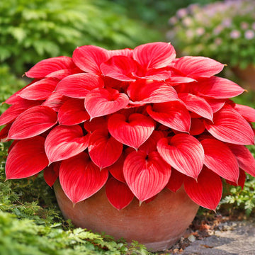 RedPerennialHostaSeeds_FlowerPlant