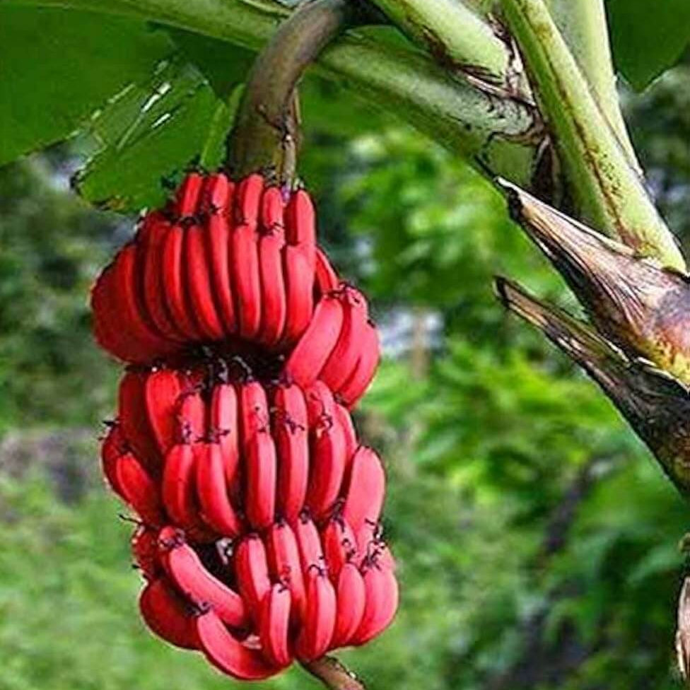 Red Abyssinian Banana Seeds