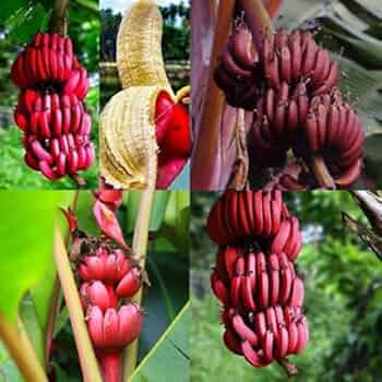Red Abyssinian Banana Seeds
