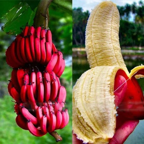 Red Abyssinian Banana Seeds