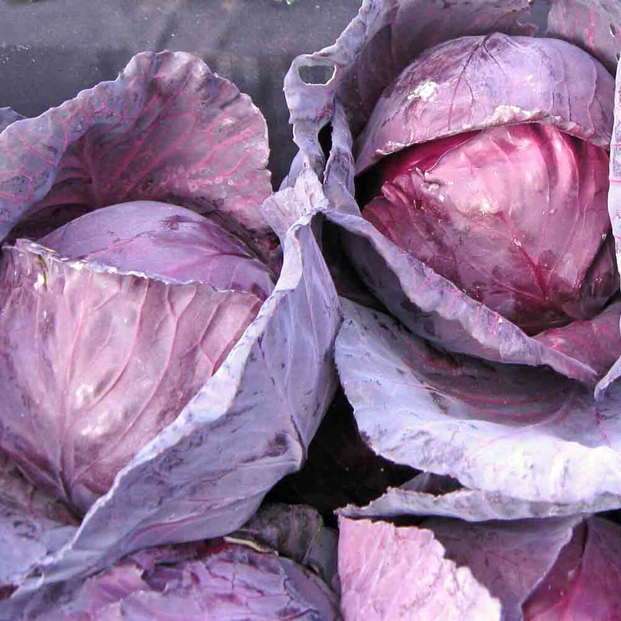 Red Acre Cabbage Seeds 
