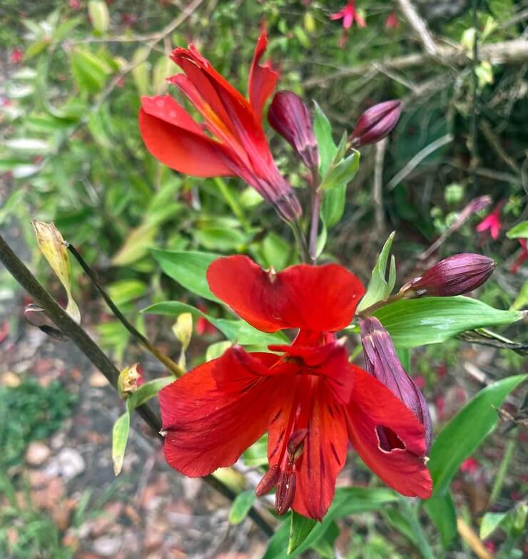 Red Alstroemeria Psittacina seeds