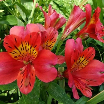 Red Alstroemeria Psittacina seeds