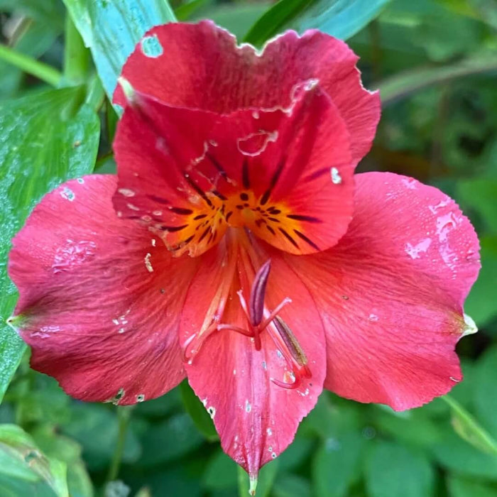 Red Alstroemeria Psittacina seeds