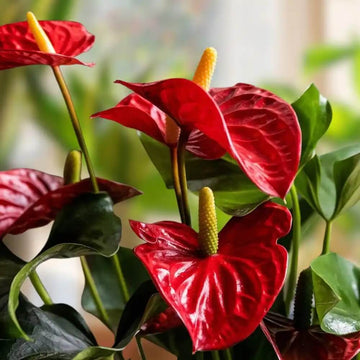 Red Anthurium Seeds - Flower Plant