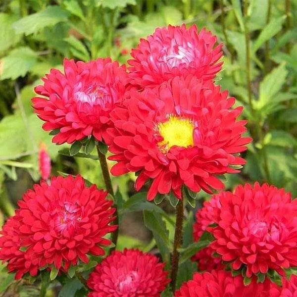 Red Aster Seeds – Wildflower Mix, Heirloom