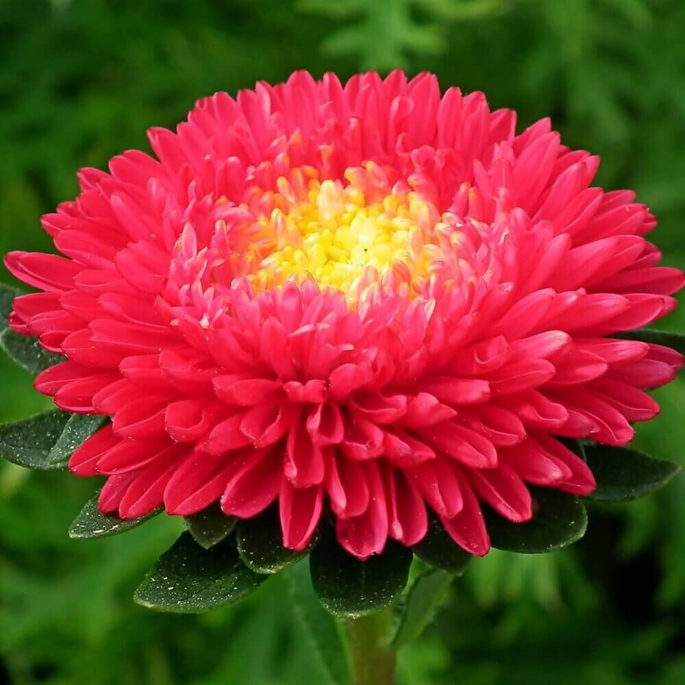 Red Aster Seeds – Wildflower Mix, Heirloom