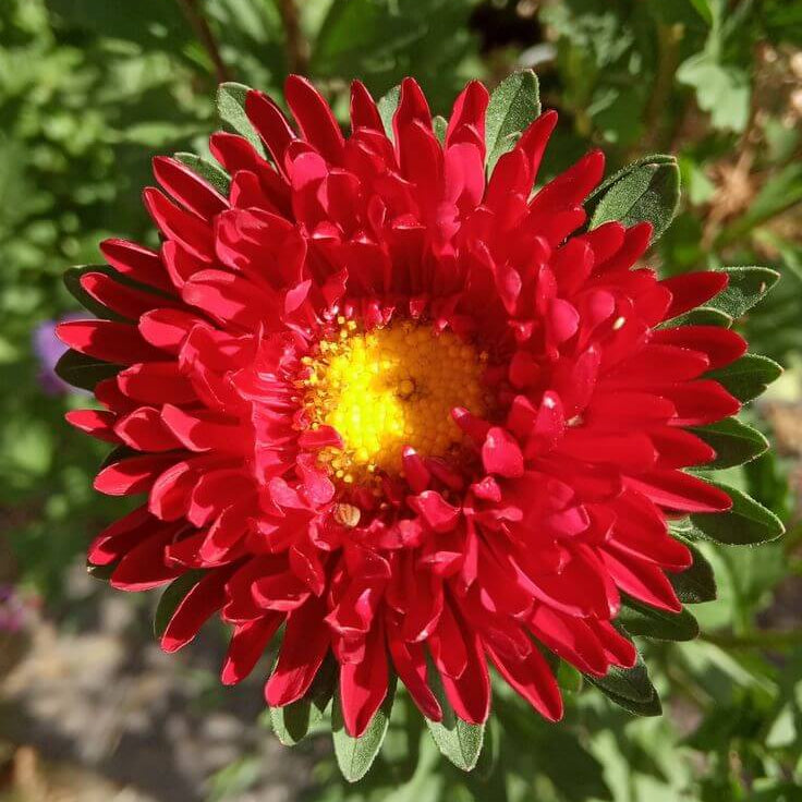 Red Aster Seeds – Wildflower Mix, Heirloom