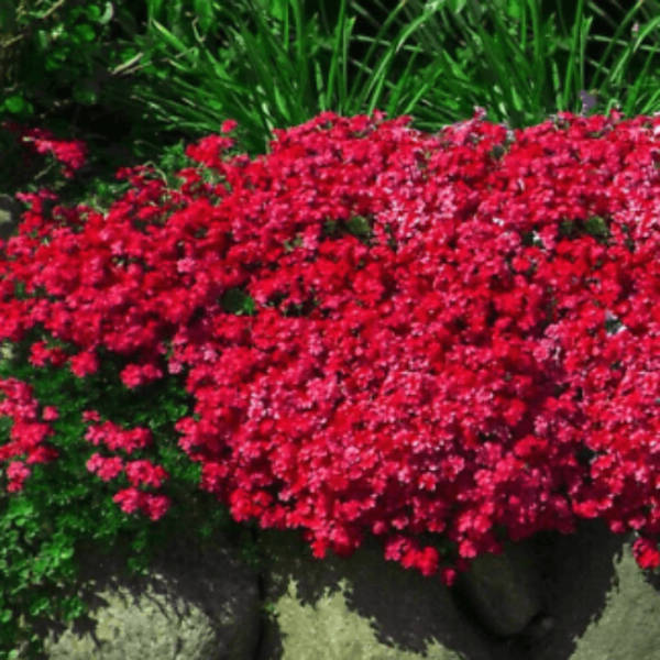 Red Aubrieta Rock Cress Seeds