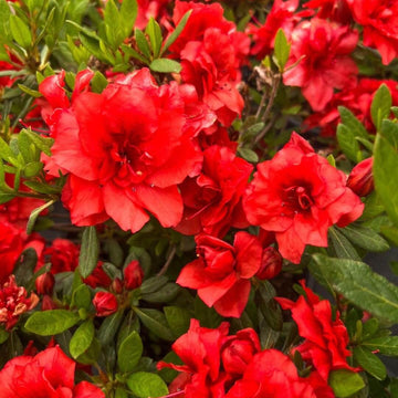Red Azalea Rhododendron Seeds
