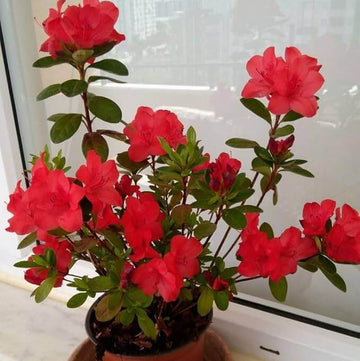 Red Azalea Rhododendron Seeds