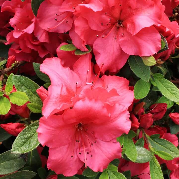 Red Azalea Rhododendron Seeds