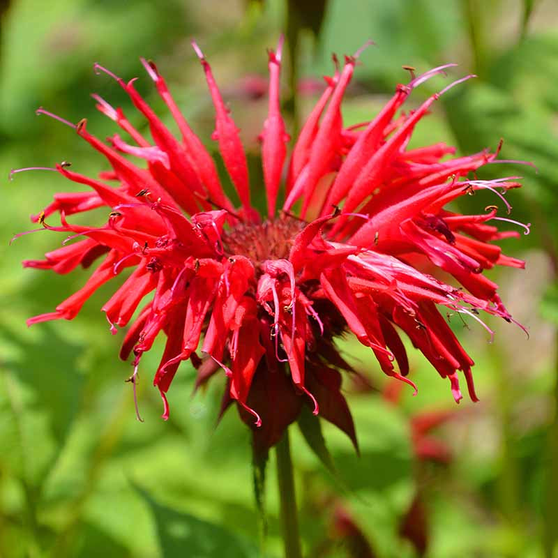 Red Bee Balm Seeds - Flower Plant