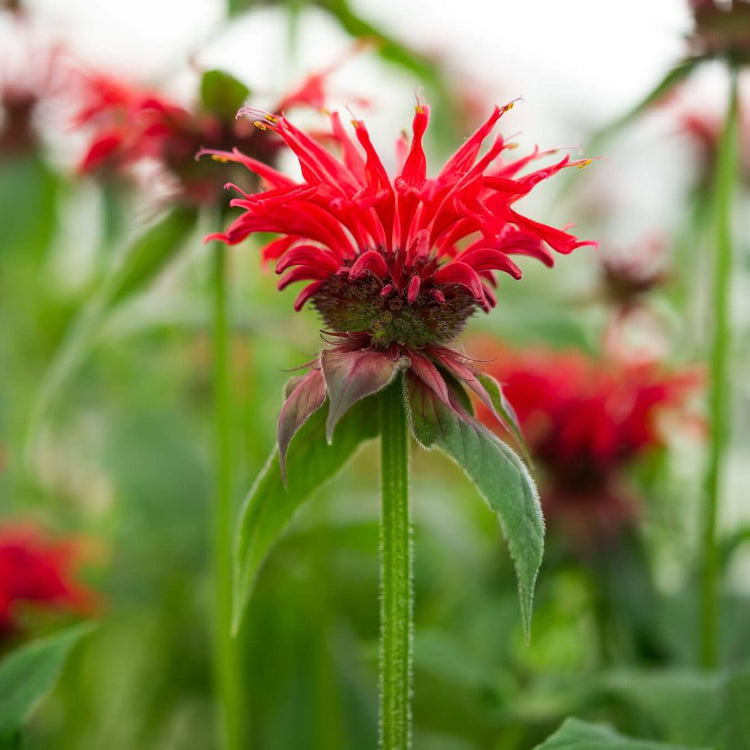 Red Bee Balm Seeds - Flower Plant