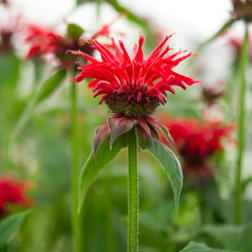 Red Bee Balm Seeds - Flower Plant