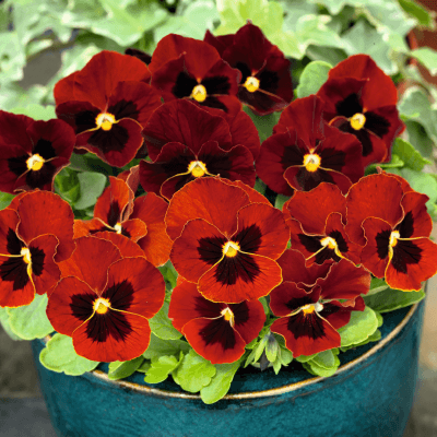 Red Blue Viola Seeds 