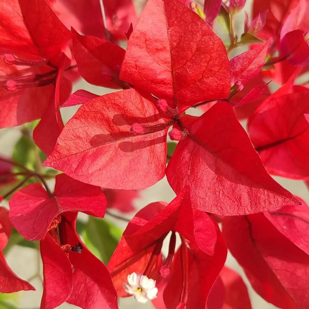 Red Bougainvillea Seeds - Flower Plant