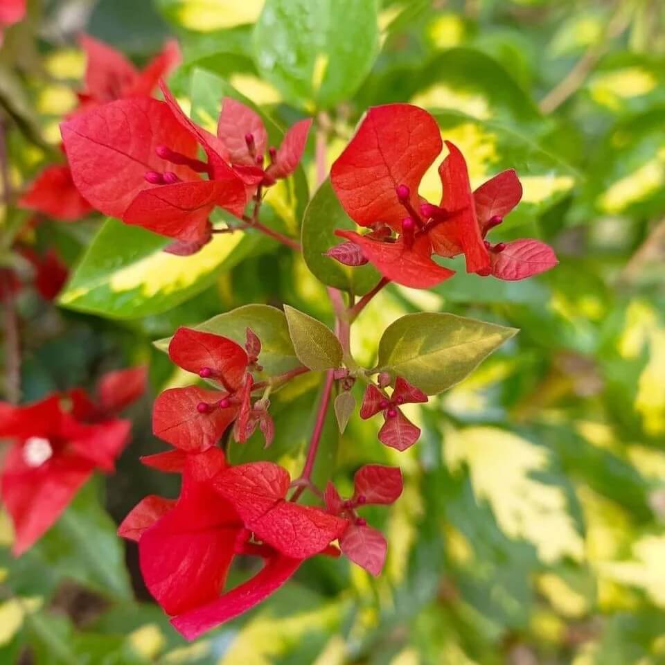 Red Bougainvillea Seeds - Flower Plant
