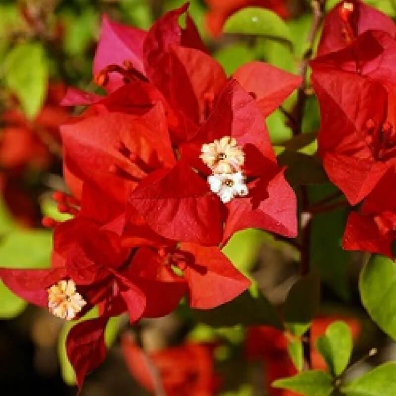Red Bougainvillea Seeds - Flower Plant