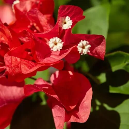Red Bougainvillea Seeds - Flower Plant
