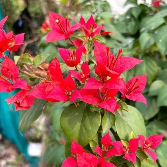 Red Bougainvillea Seeds - Flower Plant
