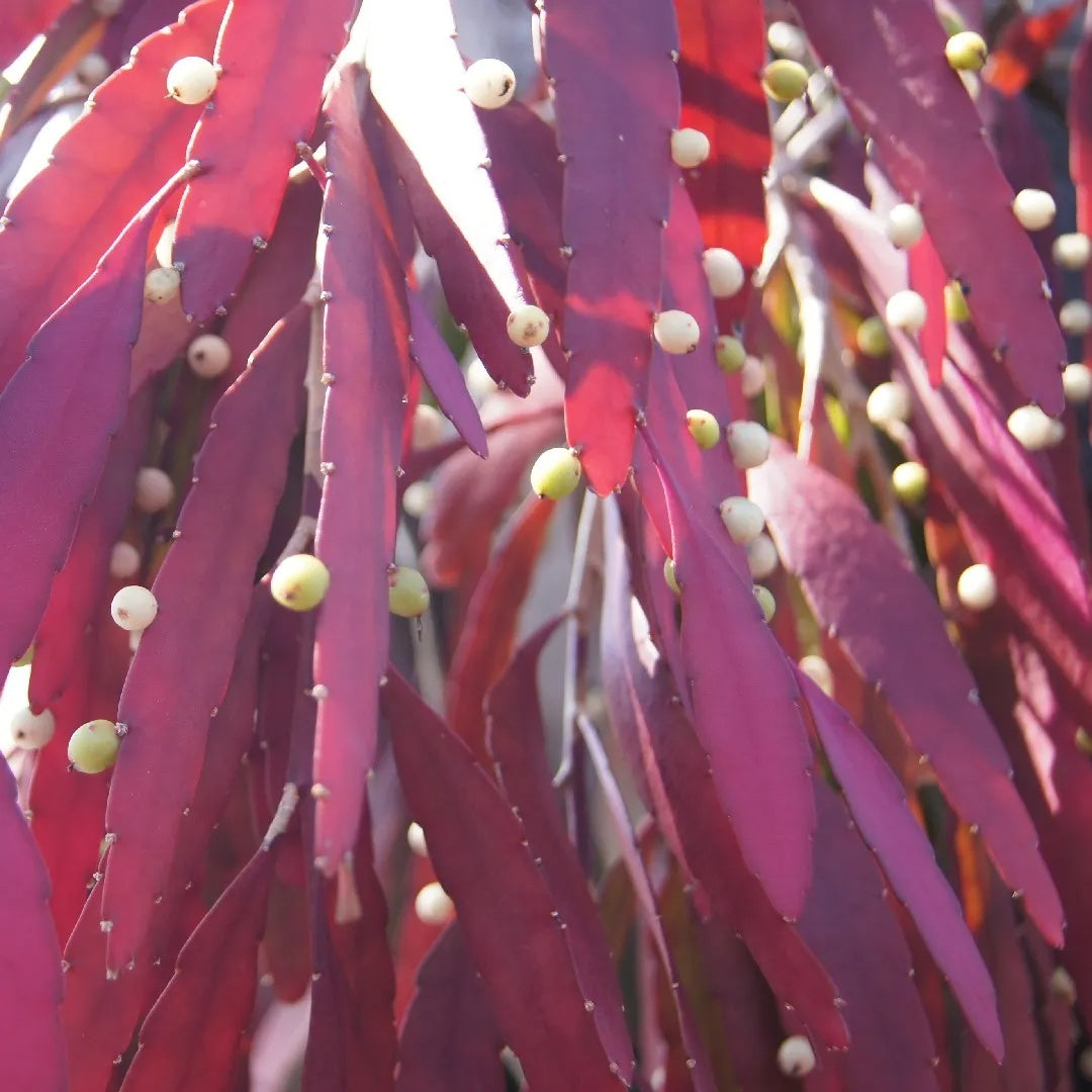 Red Cactus Mistletoe Seeds