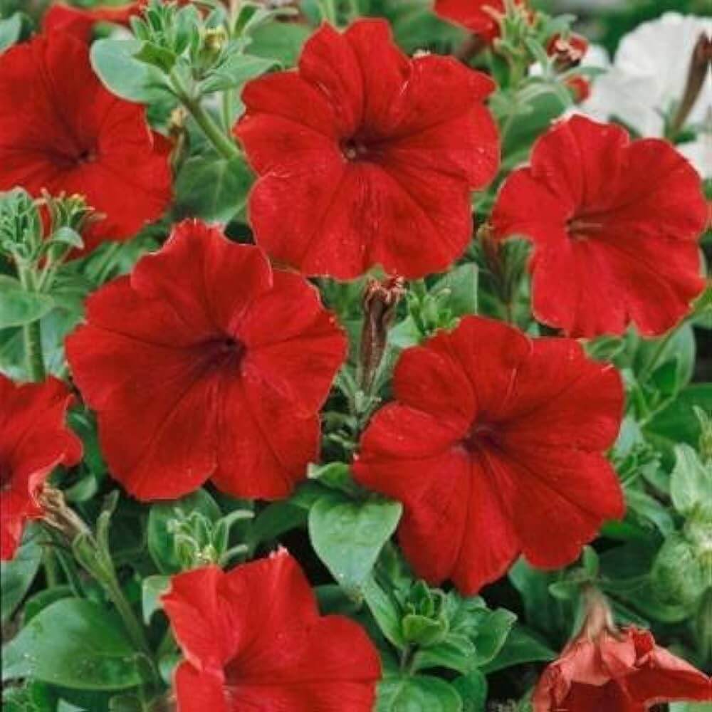 Red Calibrachoa Seeds