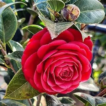 Red Camellia Seeds - Flower Plant