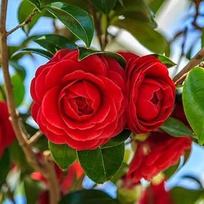 Red Camellia Seeds - Flower Plant
