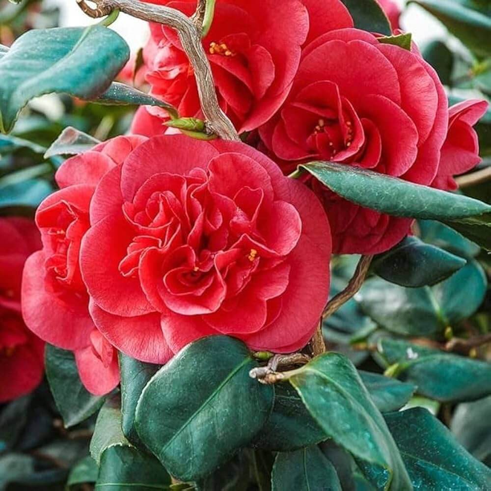 Red Camellia Seeds - Flower Plant