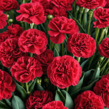 Red Carnation Seeds 