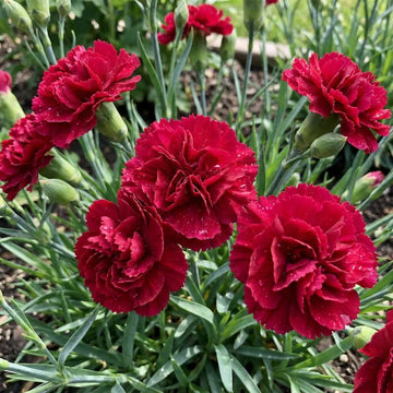 Red Carnation Seeds 