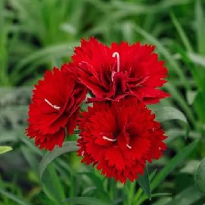 Red Carnation Seeds 
