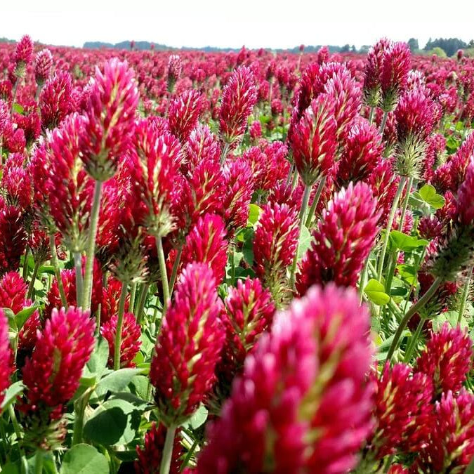 Red Clover Seeds 
