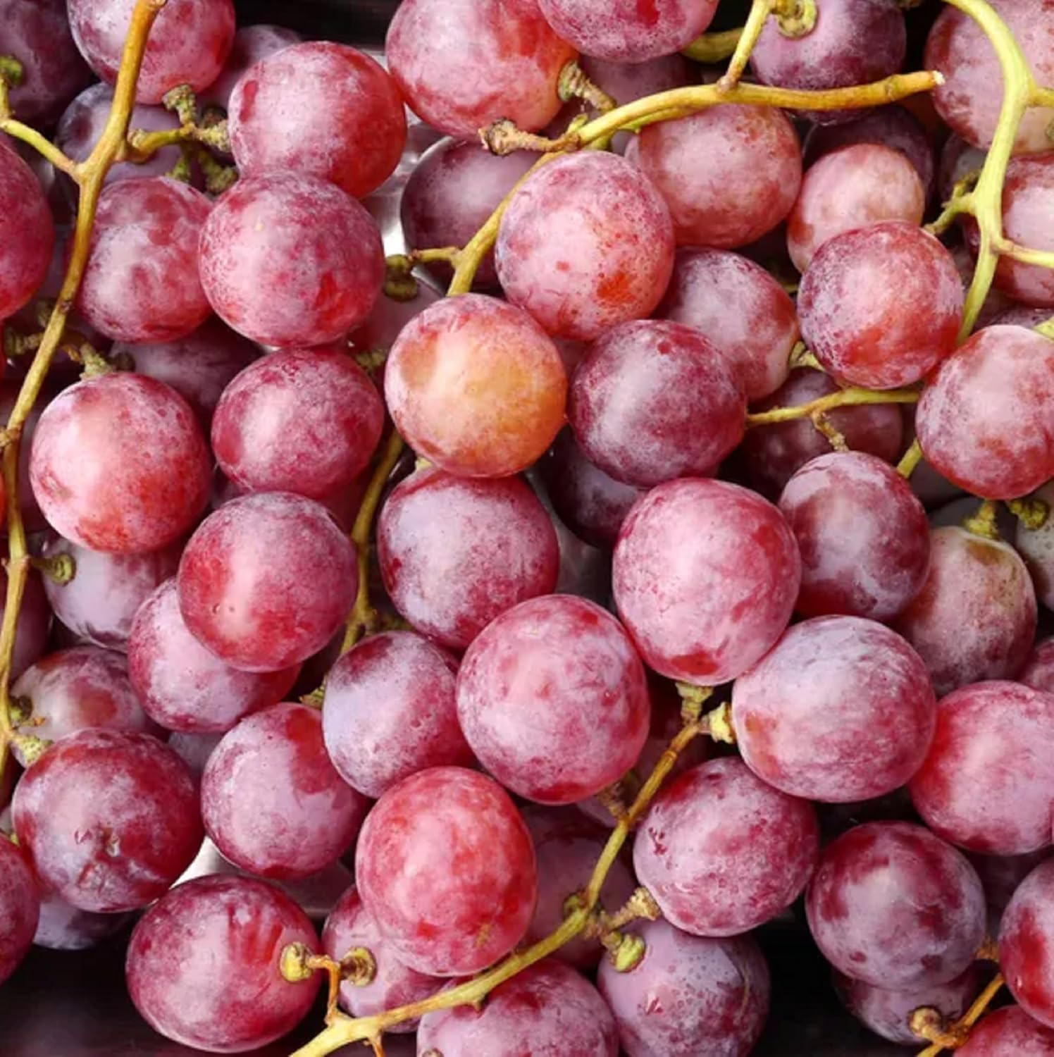 Red Concord Grape Seeds