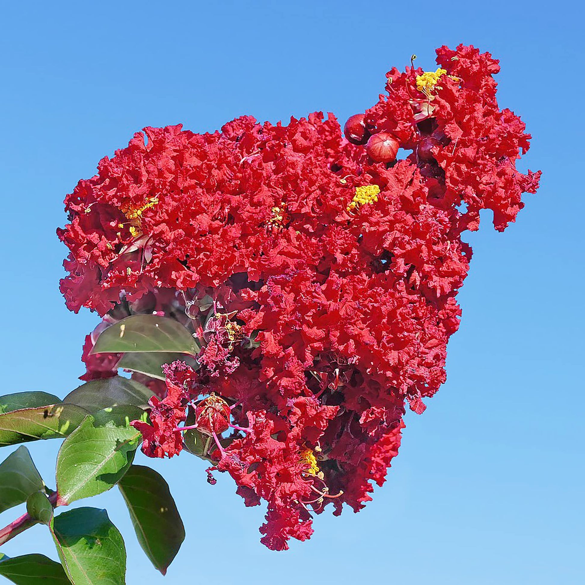 Red Crape Myrtle Seeds