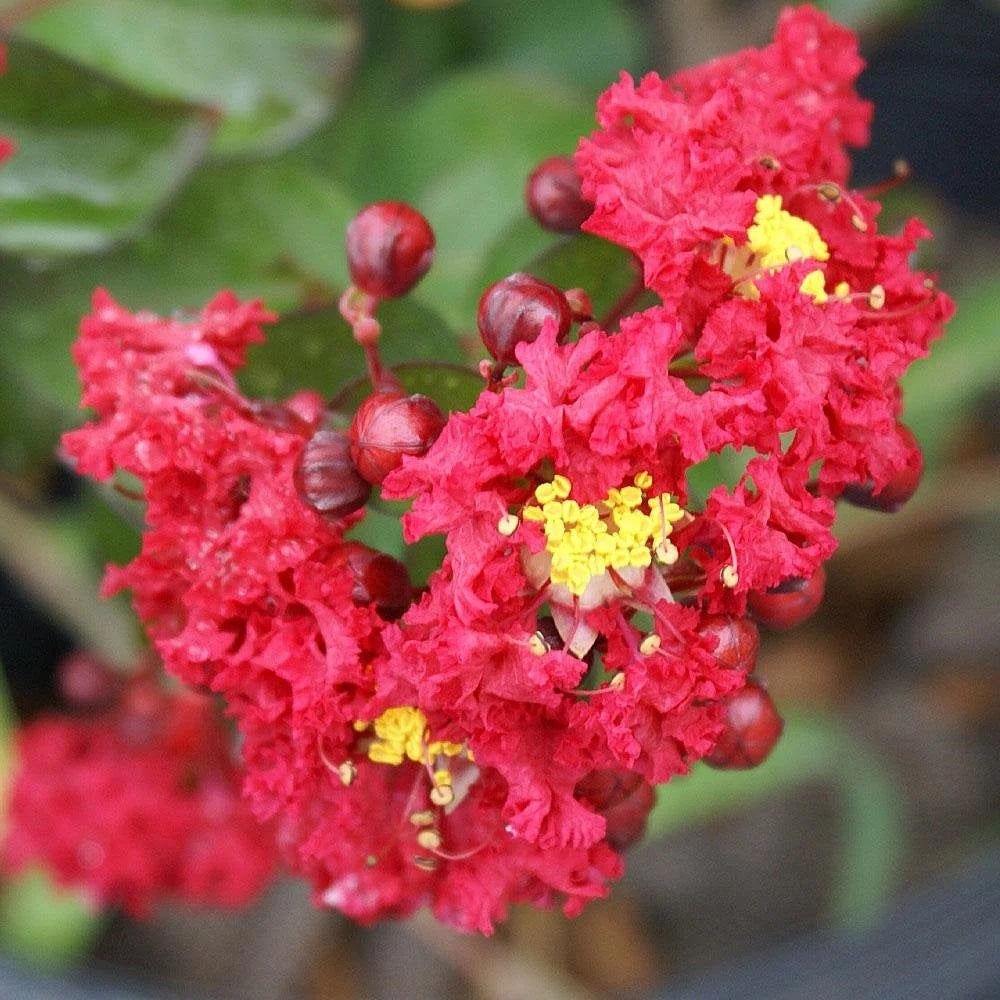 Red Crape Myrtle Seeds