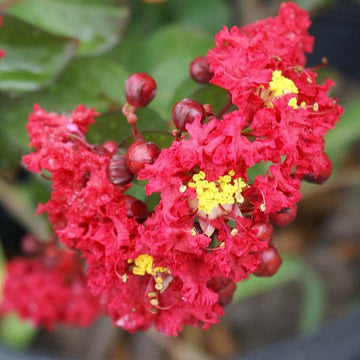 Red Crape Myrtle Seeds