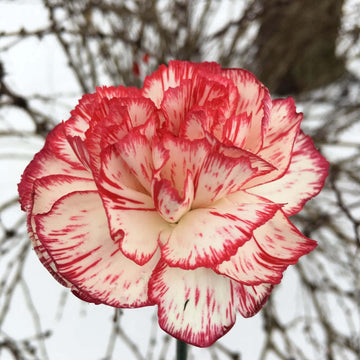 Red Cream Carnation Seeds
