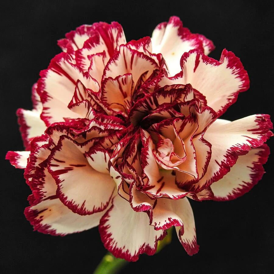 Red Cream Carnation Seeds