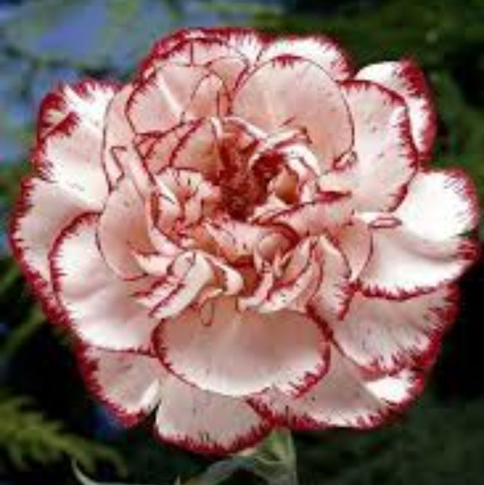 Red Cream Carnation Seeds