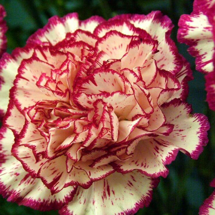 Red Cream Carnation Seeds