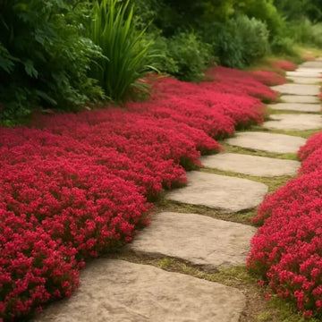 Red Creeping Thyme Seeds - Flower Plant