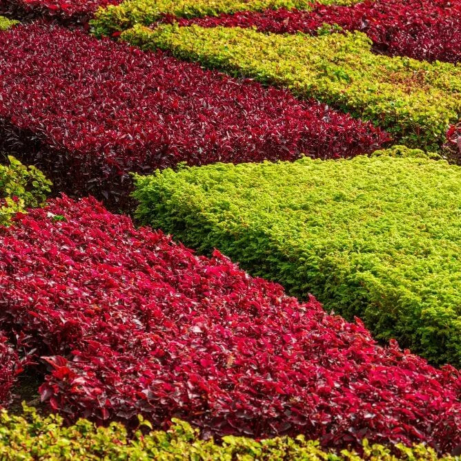 Red Creeping Thyme Seeds - Flower Plant