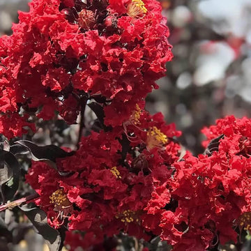 Red Crepe Myrtle Lagerstroemia indica Seeds