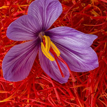 Red Crocus Seeds