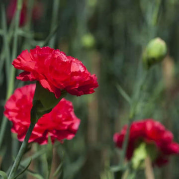 Red Dainthus Caryophyllus Carnation Seeds