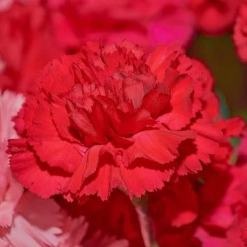 Red Dainthus Caryophyllus Carnation Seeds